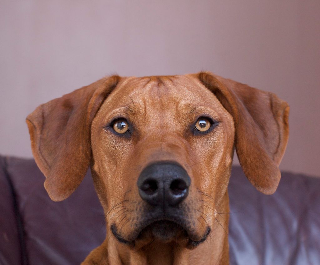 Pumaridge Rhodesian Ridgebacks | Rhodesian Ridgeback Breeder | Hemet ...