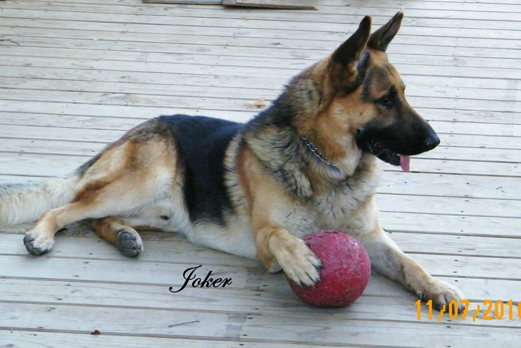 Blackjack S German Shepherds German Shepherd Dog Breeder