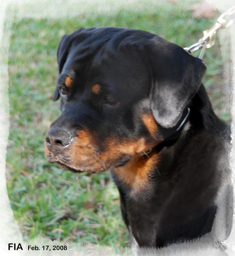 Vom Traumhaft Rottweilers | Rottweiler Breeder | ST. Petersburg, Florida