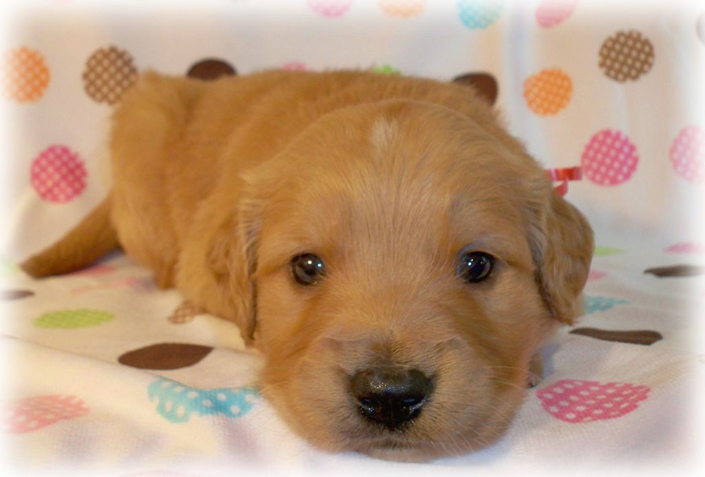 Thosegoldens Golden Retrievers Doodles Golden Retriever