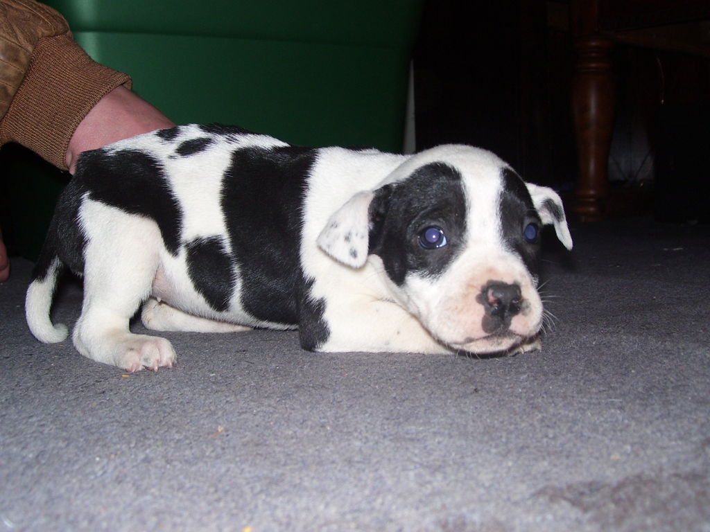 Cane Corso American Bulldog Mix Goldenacresdogscom