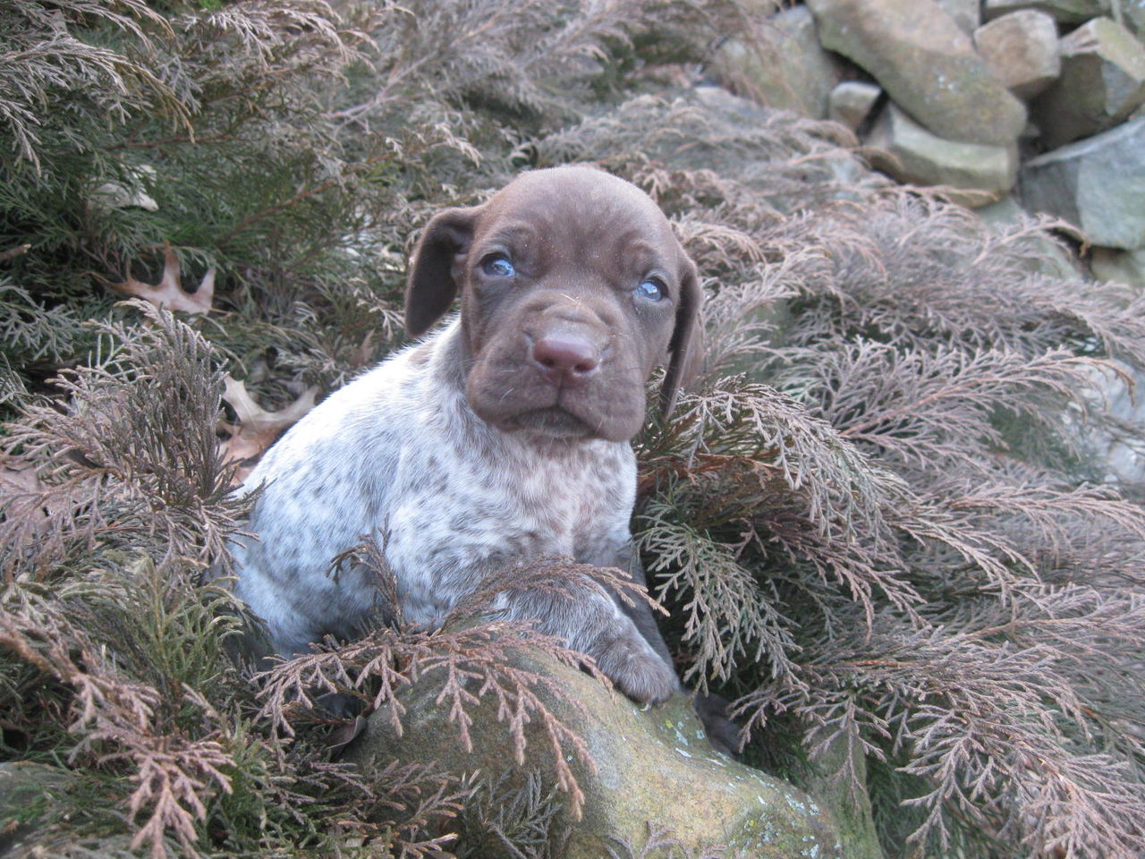 None German Shorthaired Pointer Breeder Newmanstown Pennsylvania