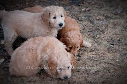 Canadian English Goldendoodles