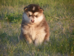 Gemstone malamutes