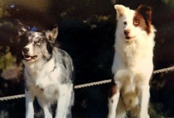 Border Collies