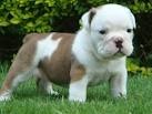 Bulldogs Breeder