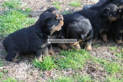 Hausderberg Rottweilers