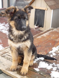 German shepherd Pups!