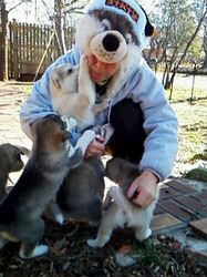 Canyons Malamute Puppies