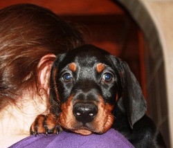 Hunnoterra Dobermann Kennel