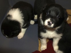 Hammer Border Collies