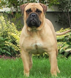 Centurion Bullmastiffs