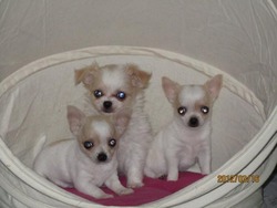 Lavida Chihuahua's/Tocute Toy Fox