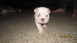 Gerret's Bulldogs