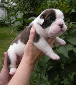 Greenly's Olde English Bulldogges