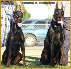 KING OF DOBERMANS