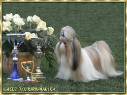 Credo of Hungary shih-tzu kennel