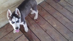 CKC Siberian Husky