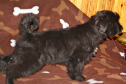 Speciality Tibetan Terriers