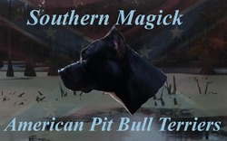 Southern Magick American Pit Bull Terriers