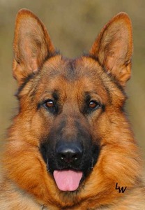 Haus Juris German Shepherds