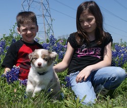 Texas Mini Aussies