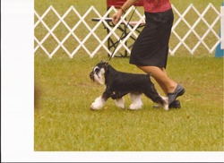 Lakeside Miniature Schnauzers