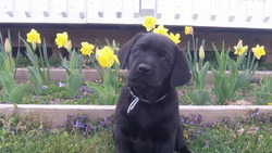 Hudson River Labradors