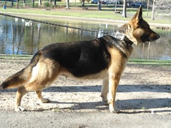 Aleman GSD