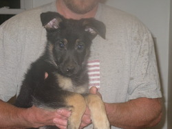 East Coast German Shepherds and Puppies