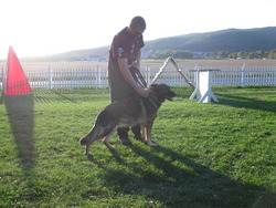 East Coast German Shepherds and Puppies