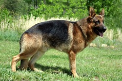 Landhafen German Shepherds