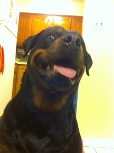 Caribean Rottweilers