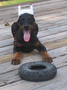 Doberman Von Ryans Luxus