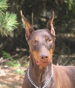 Doberman Von Ryans Luxus