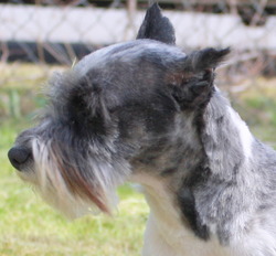 Rockin' Designer Schnauzers