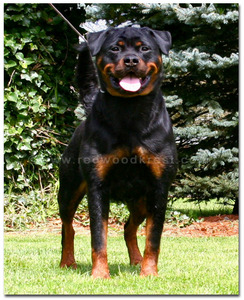 Yonatan Rottweilers