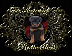 Der Korperkraft Von Rottweilers