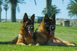 Nummer Eins German Shepherds