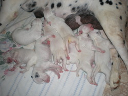 Dalmatian Puppies