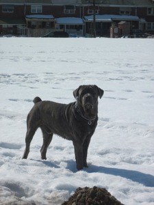 Horace steels cane corso