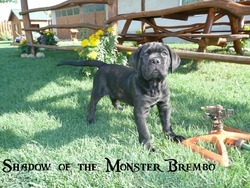 Shadow of the Monster Cane Corso kennel