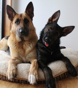 Tropisch German Shepherds