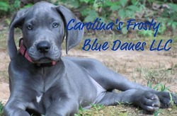 Carolina's Frosty Blue Danes