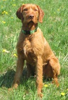 Zöldmáli Cseles hungarian wirehaired vizsla stud dog