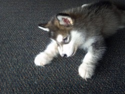 Snow Bear Alaskan Malamutes