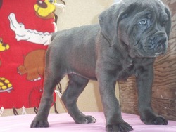 K&D Cane Corso