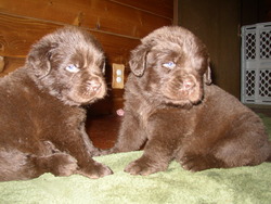 Dreamcatcher Newfoundlands