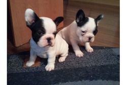 french bulldog puppies and videoa