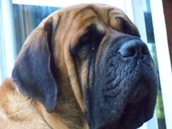 Hakes Mastiffs